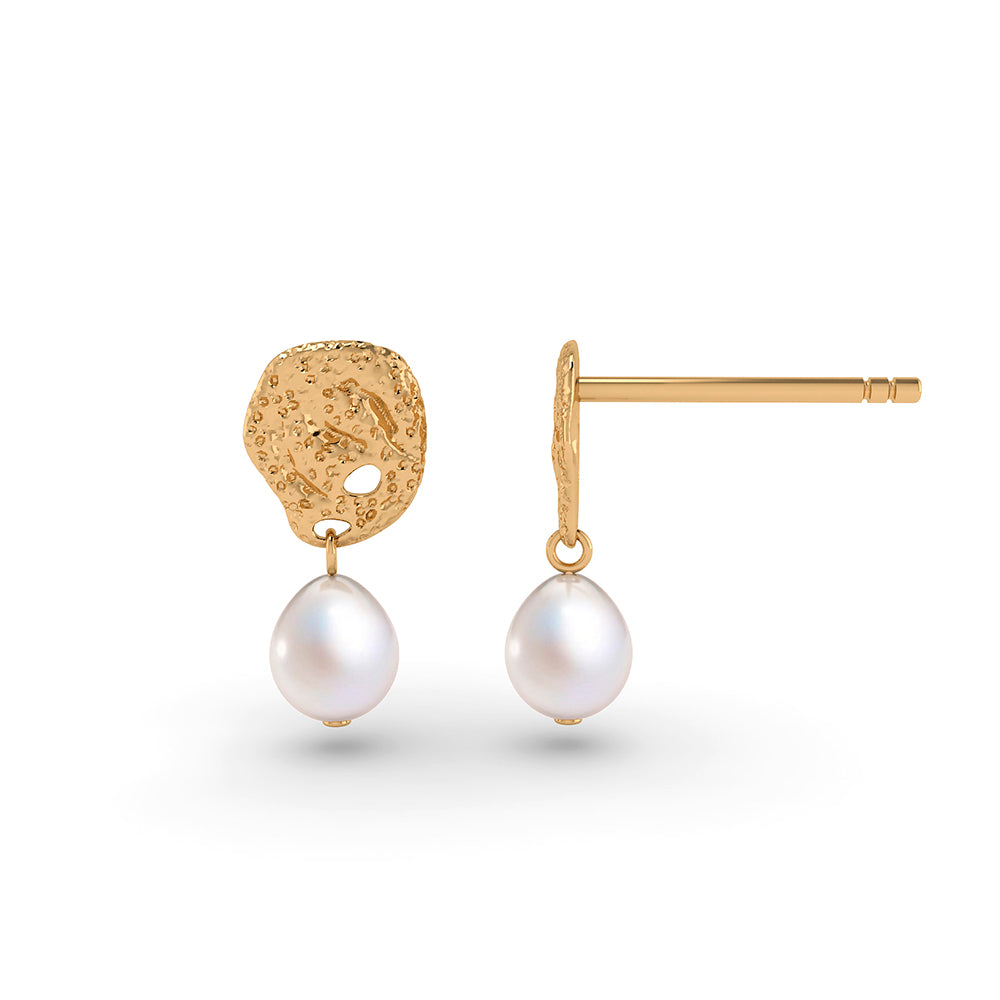 BRASILIA ØRESTIKKER